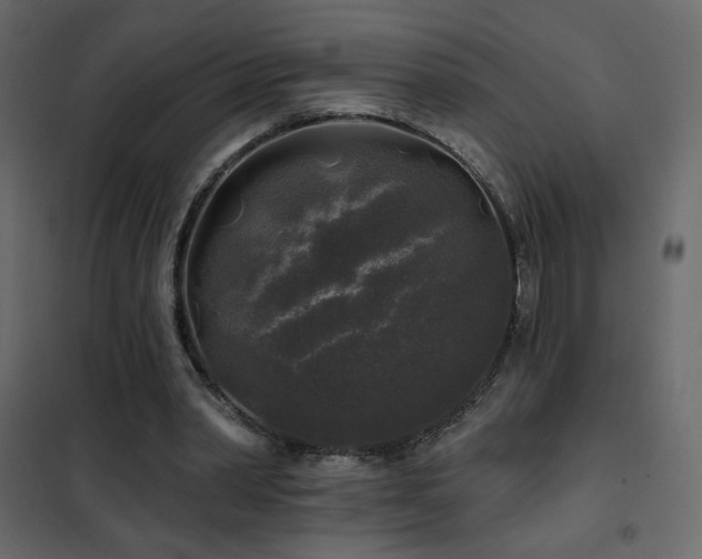 X0000102540390200808081526