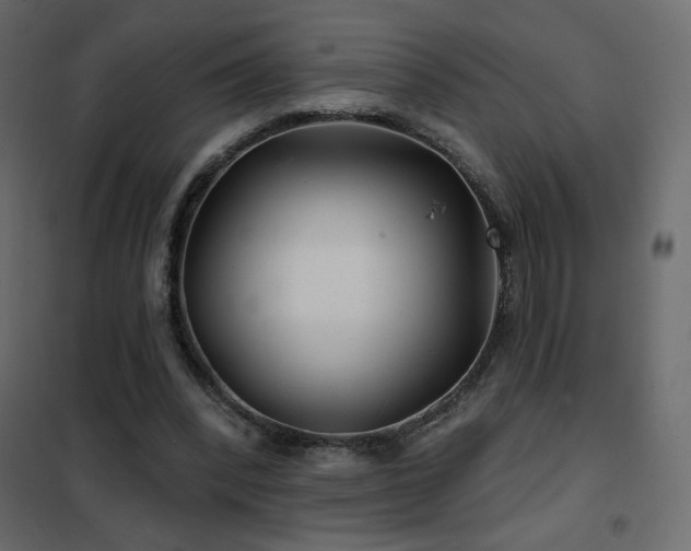 X0000102540392200808081526