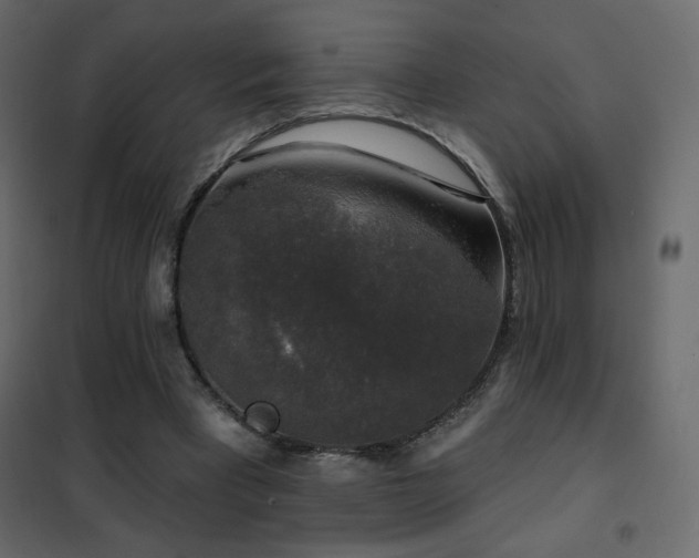 X0000102540393200808081526