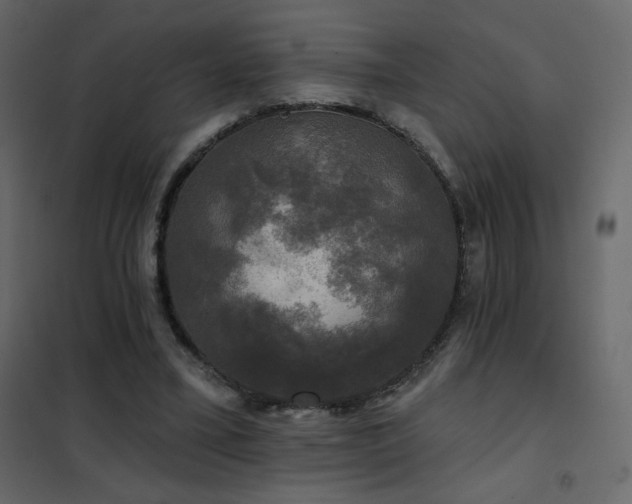 X0000102540395200808081526