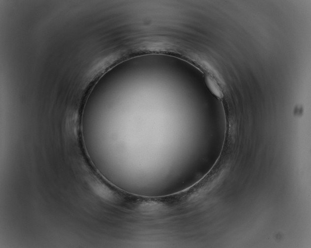 X0000102540397200808081526