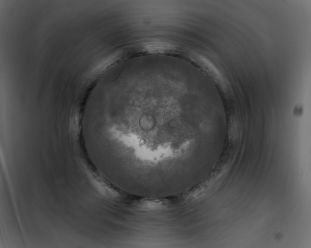 X0000102540405200808081526