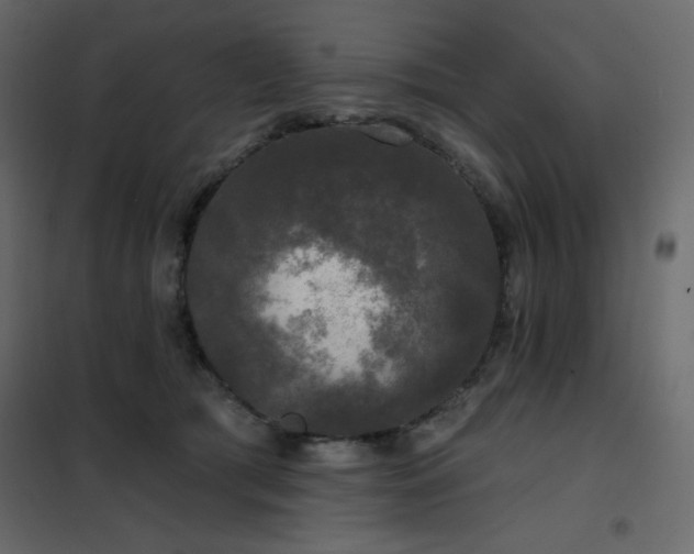 X0000102540417200808081526