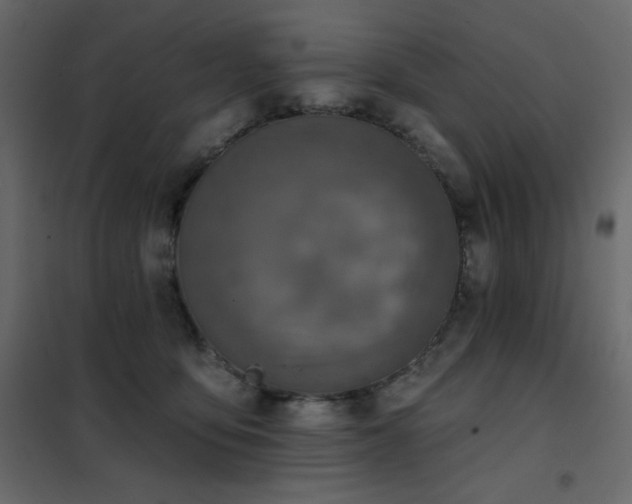 X0000102540419200808081526