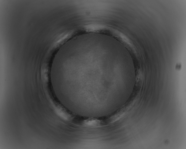X0000102540452200808081525