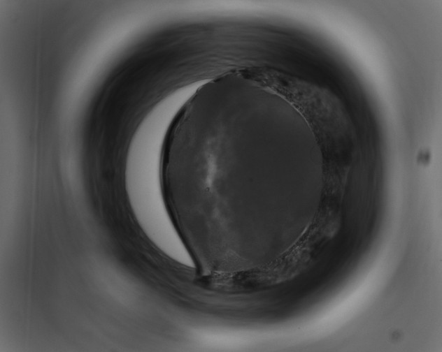 X0000102540766200808081521