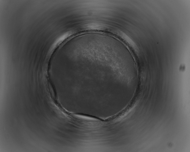 X0000102540930200808081518