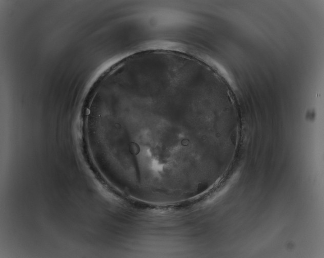 X0000102541125200808081515