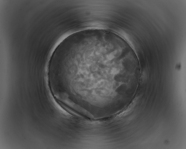 X0000102541243200808081514