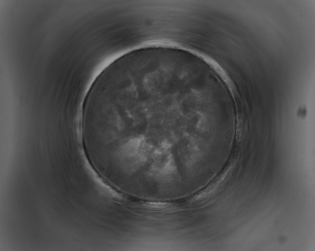 X0000102541295200808081512