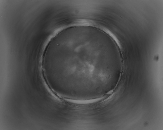 X0000102541477200808081510