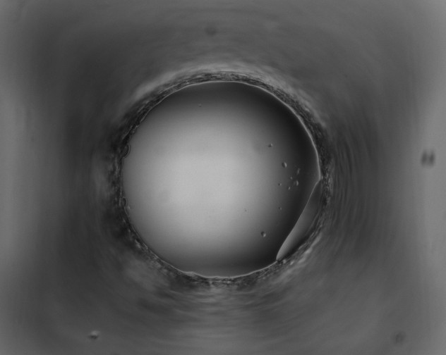 X0000102541494200808081509