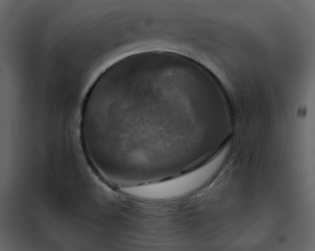 X0000102541508200808081509