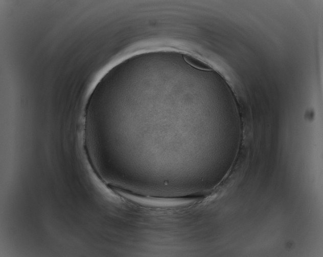 X0000102541524200808081509