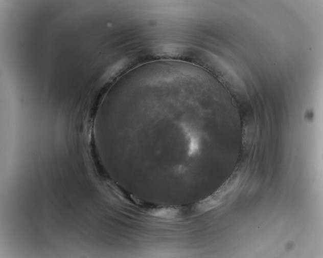 X0000102540168200808151651