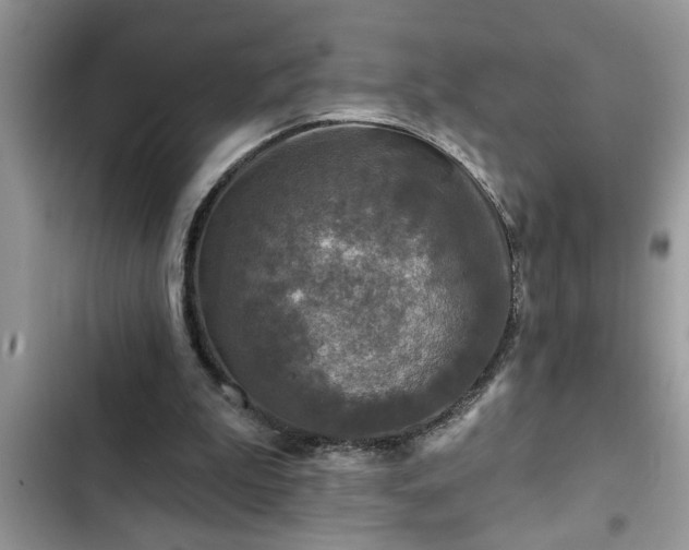 X0000102540199200808151650