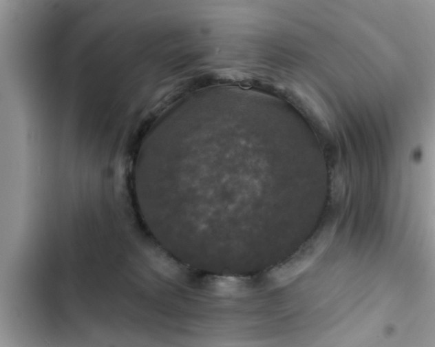 X0000102540229200808151650