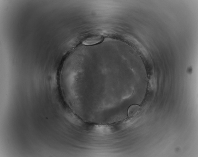 X0000102540520200808151645