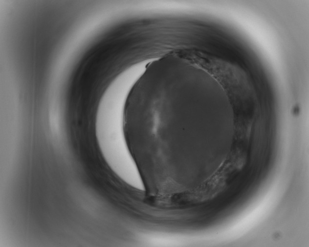 X0000102540766200808151642