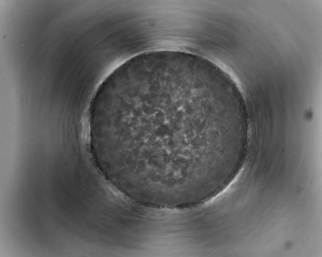 X0000102540925200808151639