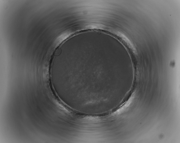 X0000102540977200808151639