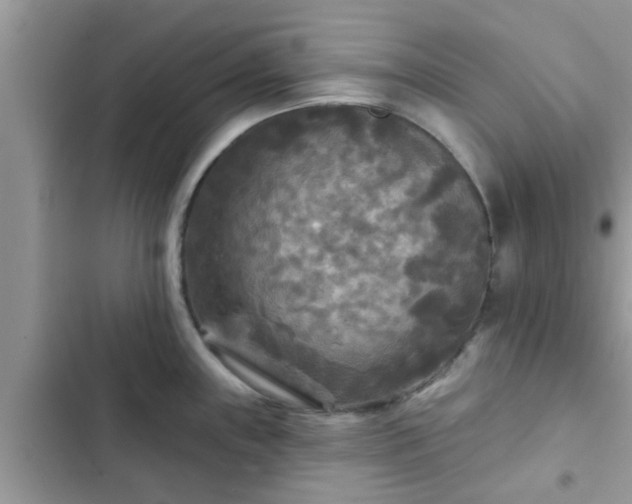 X0000102541243200808151635