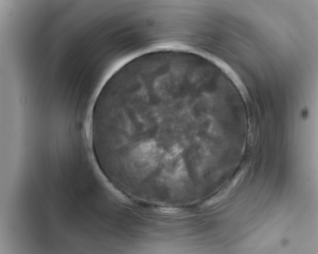 X0000102541295200808151634