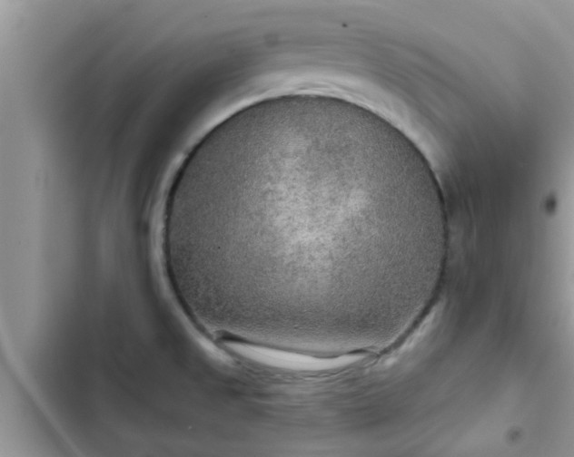 X0000102541525200808151630