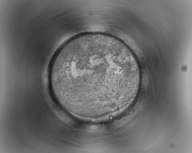X0000102540584200808221931