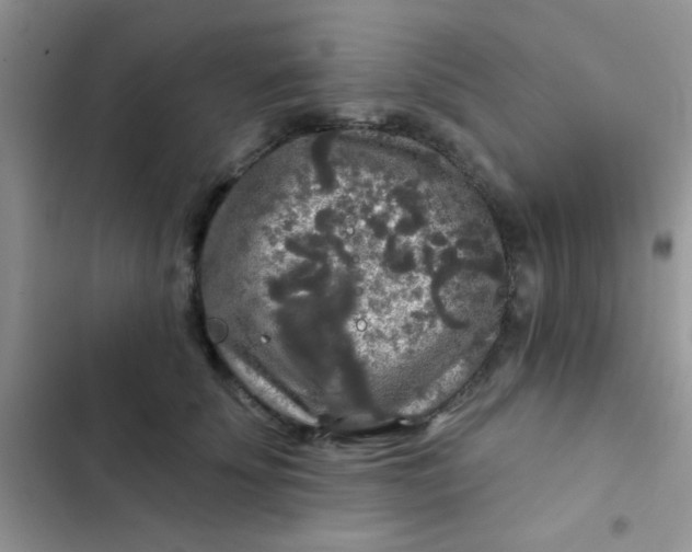 X0000102540707200808221929