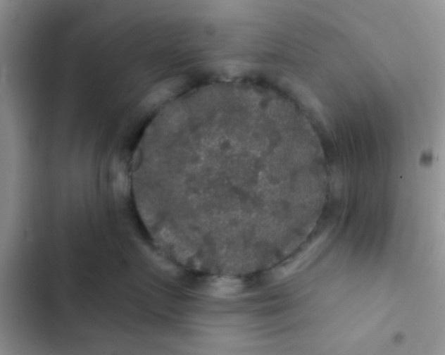 X0000102540719200808221929