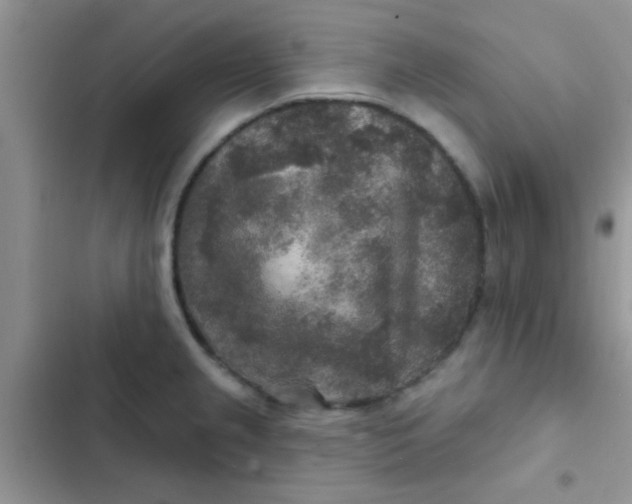 X0000102541237200808221921