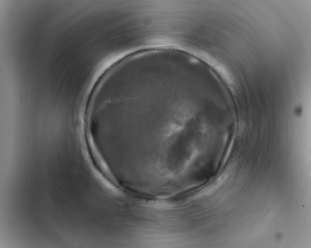 X0000102541239200808221921