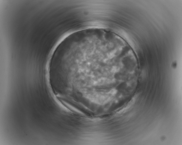 X0000102541243200808221921