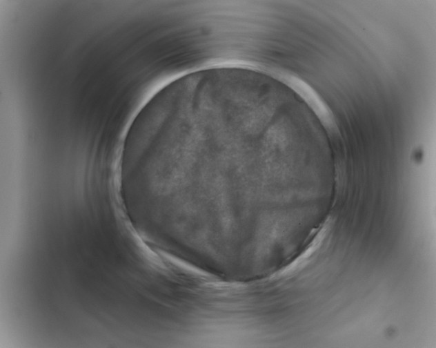 X0000102541244200808221921