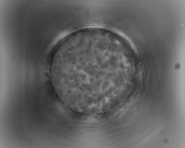 X0000102541255200808221921