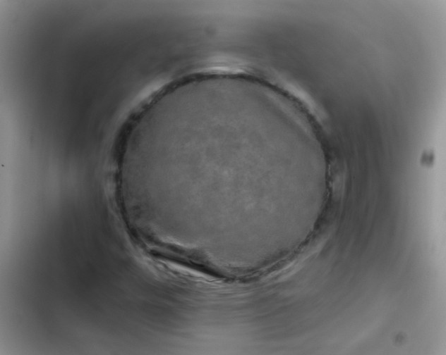 X0000102541448200808221918