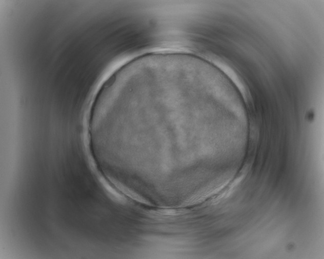 X0000102541485200808221917