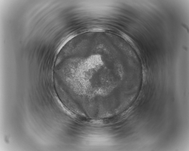 X0000102541194200808291835