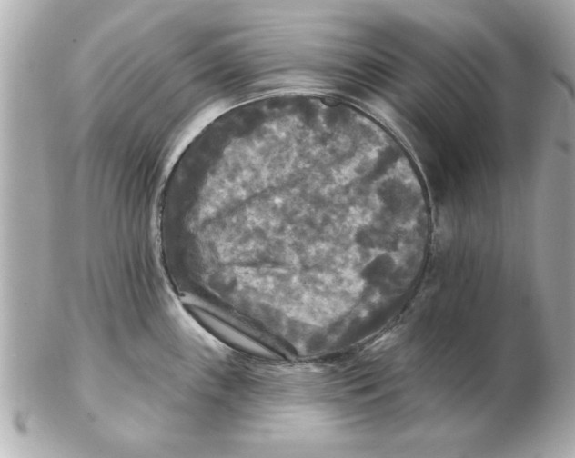 X0000102541243200808291835