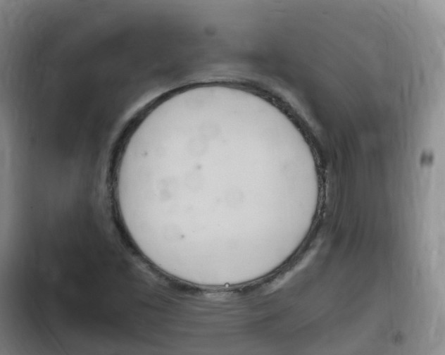 X0000102761453200808180920