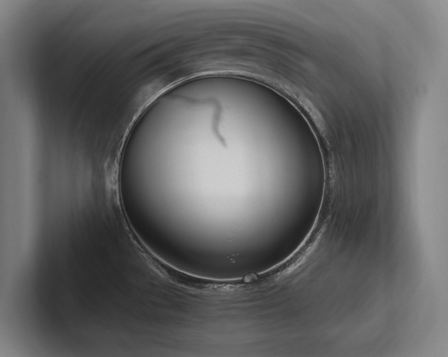 X0000102761529200808181059