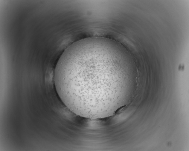 X0000102760336200808251034