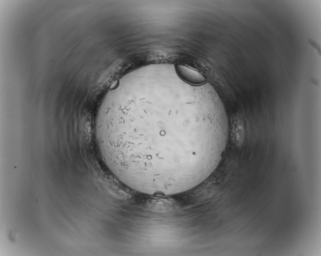 X0000102760716200809021007