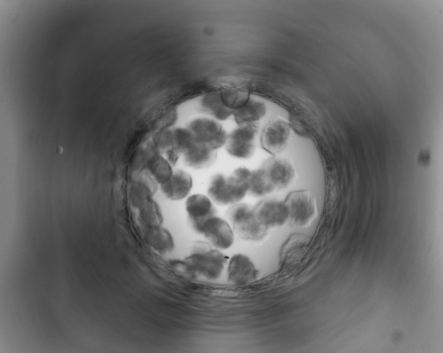 X0000102770749200808180955