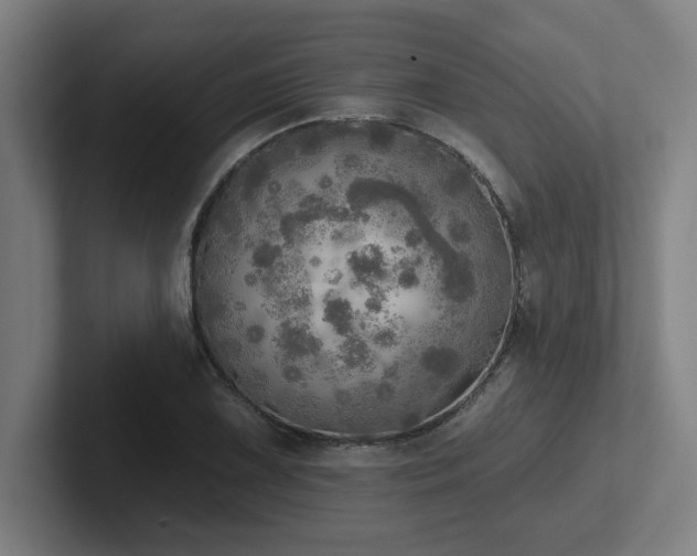 X0000102771075200808181124