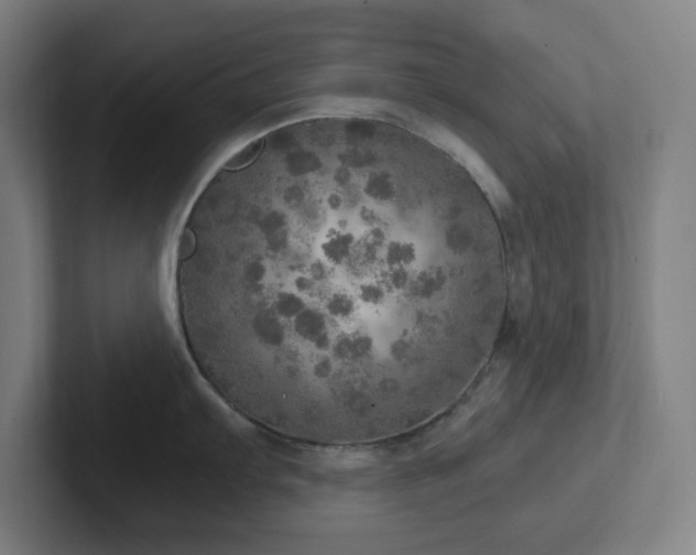 X0000102771103200808181124