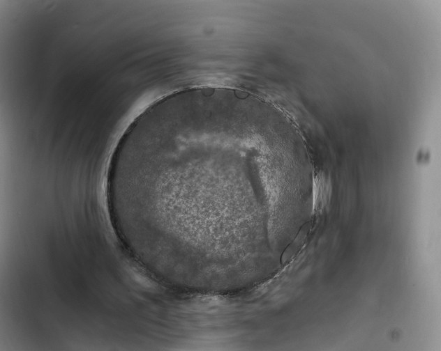 X0000102770195200808251100