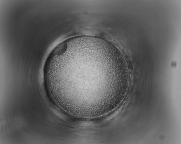 X0000102770246200808251059