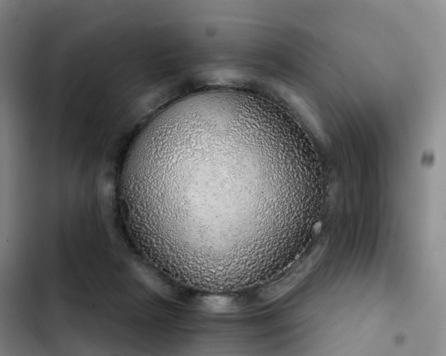 X0000102770265200808251059